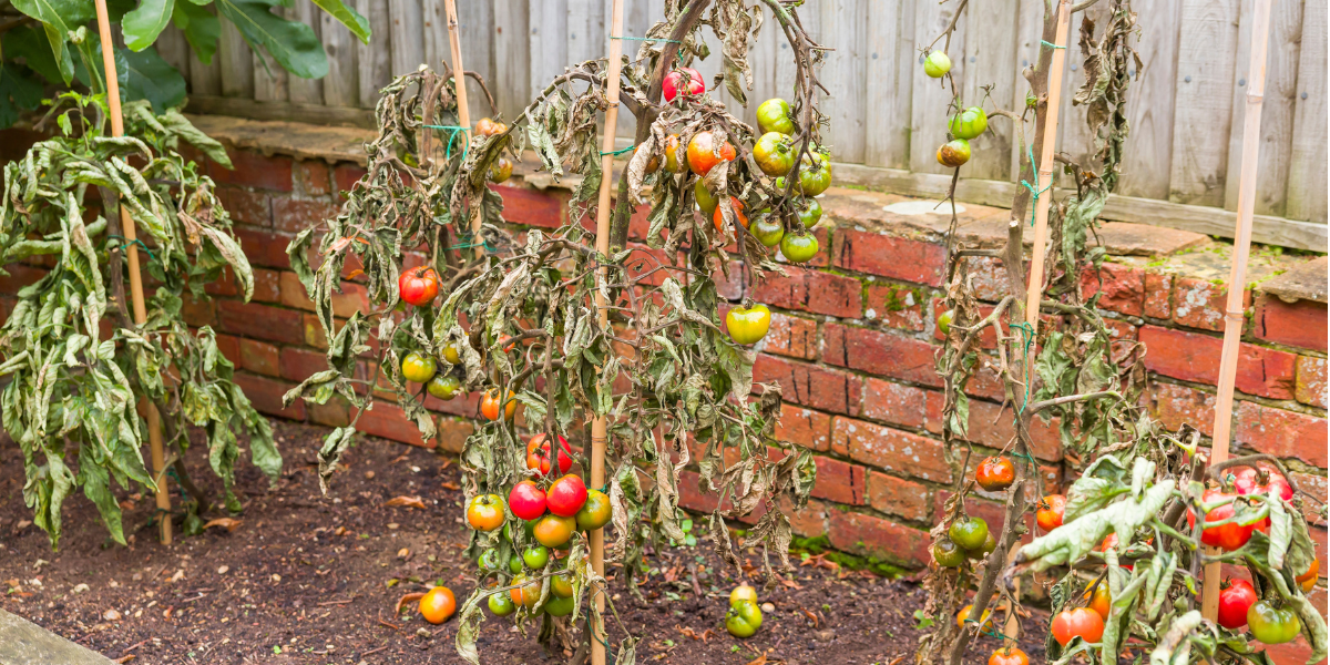 Dying leaves on tomato plants